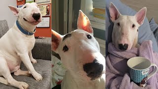 TRY NOT TO LAUGH WITH THESE FUNNY AND CUTE BULL TERRIERS  Funny Pets [upl. by Ardnwahsal60]