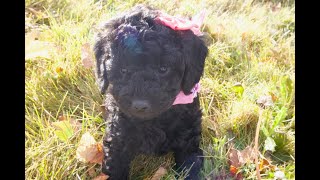 Temperament Testing for Hattie – Female Black Moyen Poodle Puppy  Funny Farm Poodles amp Doodles [upl. by Dorwin863]