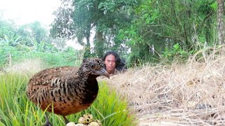 Sarang burung puyuh liar  paling senang puyuh bersarang di rumput seperti ini [upl. by Shanan366]