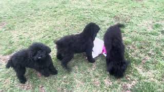 Black Miniature  Moyen Poodle puppies for sale in Michigan [upl. by Florance]