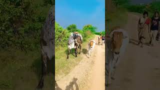 Palledoddi shiva khillari bulls viralshort instagram shortsfeed villagebulls bigboss folk [upl. by Yspyg]