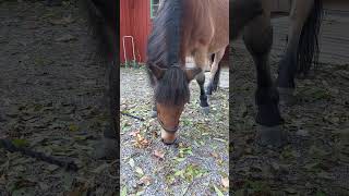 The Gotland pony Seff is eating a carrot [upl. by Enaira]