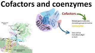 Cofactors and Coenzymes Enzymology 101 [upl. by Leiad]