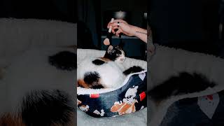 Patches being pampered by her dad🌺💕 cat kitten shortsvideo shorts catlover cute viralshort [upl. by Burny]