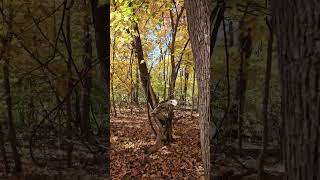 Fall Color Missouri automobile stlouispark stlouisattractions drone [upl. by Merfe]