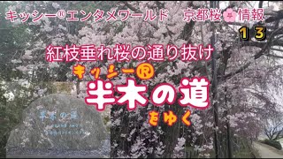 京都桜🌸情報13〜紅枝垂れ桜の通り抜け〜キッシー®︎、半木の道をゆく [upl. by Orel331]