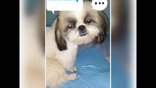 Acer Shih Tzu  Sleepy Memes [upl. by Mallina]