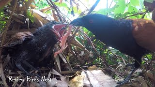 Review Greater Mom Coucal Bird brings food to feed her babies in their nest P53 birdslover birds [upl. by Janaya]