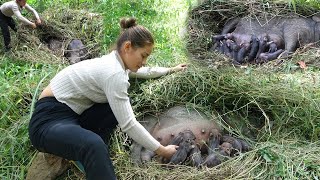 Find 3 mother pigs making nest give birth to piglets in forest [upl. by Aicittel]