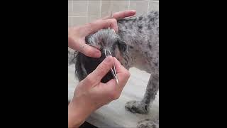 Plucking a dogs ears with tweezers Havanese [upl. by Maridel970]