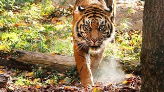 Sumatran Tiger Runs in Slow Motion [upl. by Marquez]