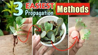 3 EASIEST WAYS of Kalanchoe Propagation [upl. by Hanikehs189]