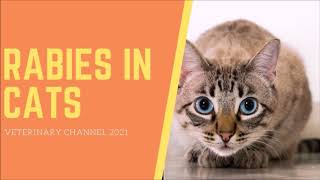 The Clinical Signs And Diagnosis Of Rabies In Cats [upl. by Nekcarb]