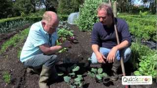 How To Grow Kohlrabi With Quickcrop [upl. by Amye]