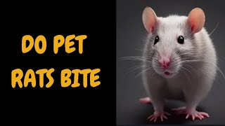 Do Pet Rats Bite [upl. by Calvo144]