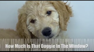 HOW MUCH IS THAT DOGGIE IN THE WINDOW  Childrens Song l Lyrics [upl. by Keeler]