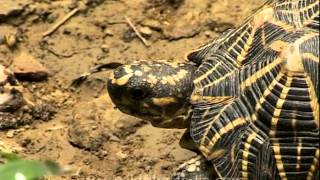 Striking Star Tortoise in India [upl. by Harley]