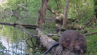 Beaver slips off a log catbird feasts on bugs amp more KY trail cam adventures [upl. by Nerissa]