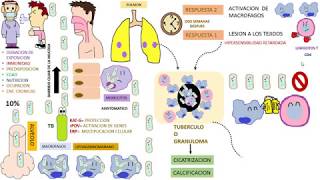 Micobacterium Tuberculosis [upl. by Feliza106]