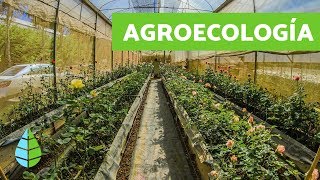 Qué es la AGROECOLOGÍA  Agroecologia CARACTERÍSTICAS [upl. by Felipe]