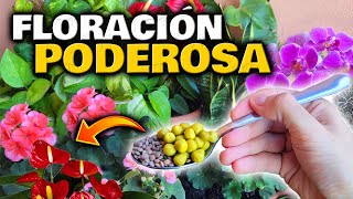 Tus PLANTAS FLORECERÁN COMO LOCAS Con este ABONO CASERO ORGÁNICO para FLORES  Fertilizantes [upl. by Lunt]