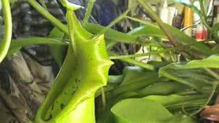 CARNIVOROUS PLANTS CAN EAT MICE [upl. by Aslehc763]