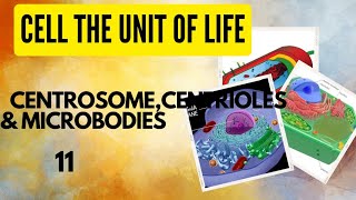 Class 11 Biology Cell the unit of life Centrosome Centrioles Microbodies [upl. by Pope]