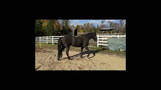 Gericault Warmblood Friesian x Canadian Warmblood 8 yo complementary video of gaits [upl. by Klug]