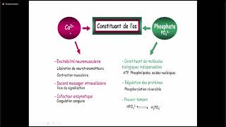 4 Métabolisme phosphocalcique [upl. by Patty]