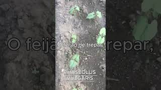 PHASEOLUS VULGARIS AKA FEIJÃO DE TREPAR [upl. by Ariet298]