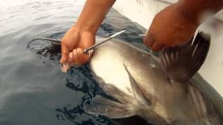 Spearing a Broomtail Grouper [upl. by Kcirb]