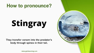 How to pronounce Stingray in English correctly [upl. by Notfilc598]