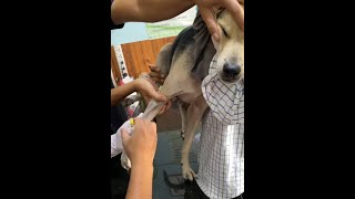 treatment sick dog and cat vaccine [upl. by Bodrogi]