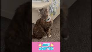 🎉 Pawsome News Annie has been adopted 🥳 [upl. by Trbor]