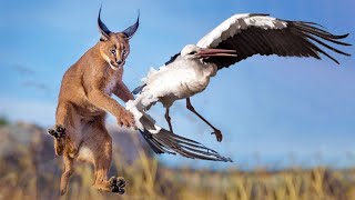 CARACAL ─ A HighJumping Bird Hunter King of The Flop Caracal vs Jackals and birds [upl. by Gladdy]