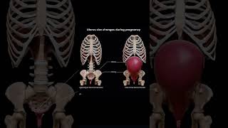 Changes in uterus during pregnancy 😳 [upl. by Lyda]