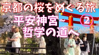 🌸京都の桜をめぐる旅②🌸平安神宮～哲学の道までの岡﨑エリアで大人気の満開の桜です HeianjingushrineCherry Blossoms🌸Kyoto Japan [upl. by Yrokcaz840]