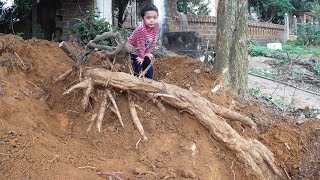 Harvest the Giant Kudzu Roots [upl. by Sikko534]