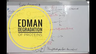 Edman Degradation of Proteins [upl. by Accebor]