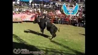 Espectaculares y Peligrosos Los Toros Divinos 2014 En San Isidro Mich [upl. by Attennod]