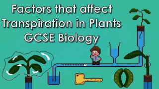 Factors that Affect Transpiration in Plants WJECAQA Biology  GCSE REVISION [upl. by Caravette]