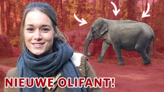 🐘 Voelt de NIEUWE OLIFANT zich al thuis in het park🐘 [upl. by Otecina972]