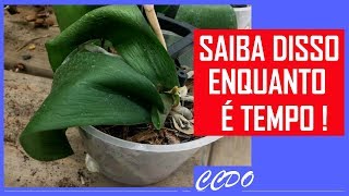 ORQUÍDEAS COM FOLHAS MURCHAS E ENRUGADAS CAUSAS E PREVENÇÃO [upl. by Glaab494]