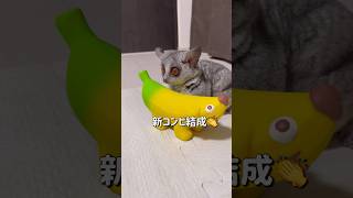 Bushbaby リアム新コンビ結成🤣shots bushbaby おさるさん ショウガラゴ ブッシュベイビー [upl. by Ayenat]