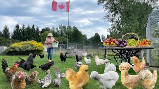 Mastering Organic Chicken Care Success Strategies Bountiful Garden Harvest amp Cook Nutritious Meal [upl. by Flavius929]