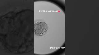 PGT 정상 통과 배아 분열과정 Embryoscope timelapse 시험관 난임 5일배양 통배 pg t염색체 배아분열과정 pgt통과배아 정상배아 [upl. by Zehe526]