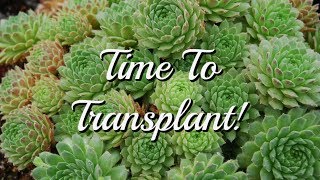 How to TRANSPLANT Sempervivum LEARN HOW TODAY [upl. by Nytnerb198]