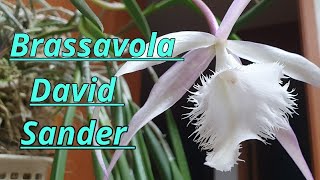 Brassavola David Sander описание и уход [upl. by Enninaej]