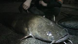 Huge Flathead Catfish from the Schuylkill  River Monster D [upl. by Isiad]