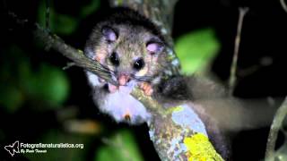 Ghiro Glis glis  Fat Dormouse [upl. by Oneladgam]